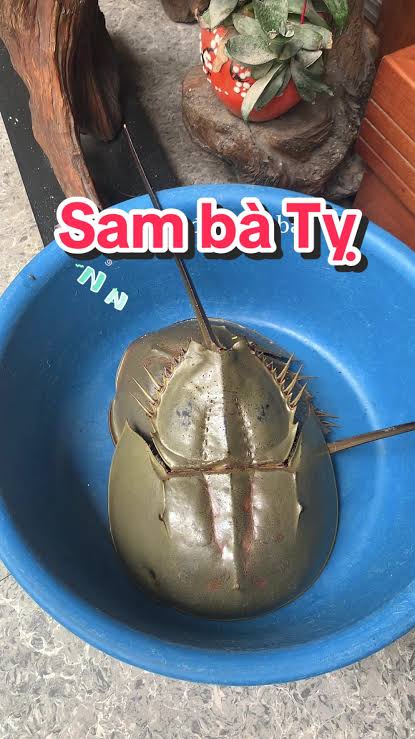 Ảnh minh họa 2: Review Sam Bà Tỵ: gợi ý gọi món và lịch trình thuận tiện