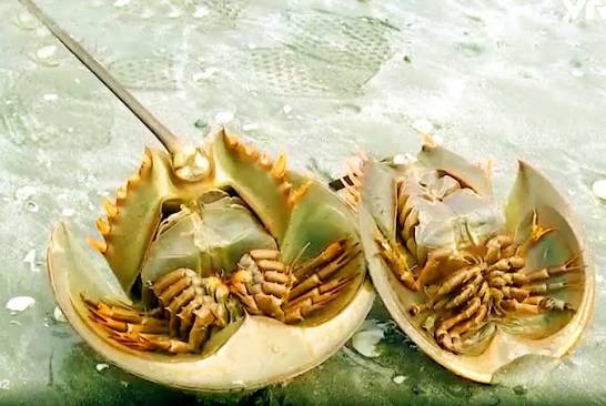 Ảnh minh họa 3: SAM SAM Hạ Long: địa chỉ, món nên thử và kinh nghiệm đi ăn